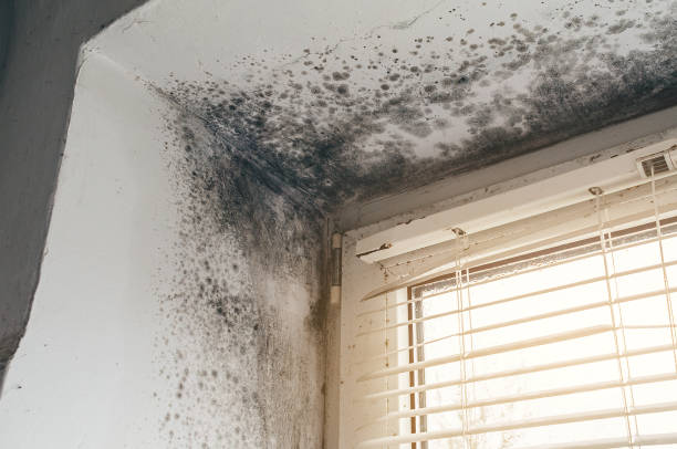 Affordable Mold Cleanup solutions in West Orange, TX